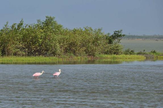 Culhereiros na Laguna de Tiraya, na península de Paraguaná, ponto mais ao norte da Venezuela
